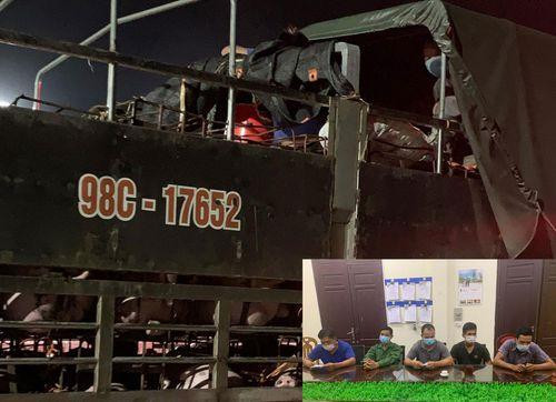 Nằm trong thùng xe chở lợn vượt chốt kiểm dịch Nằm trong thùng xe chở lợn vượt chốt kiểm dịch