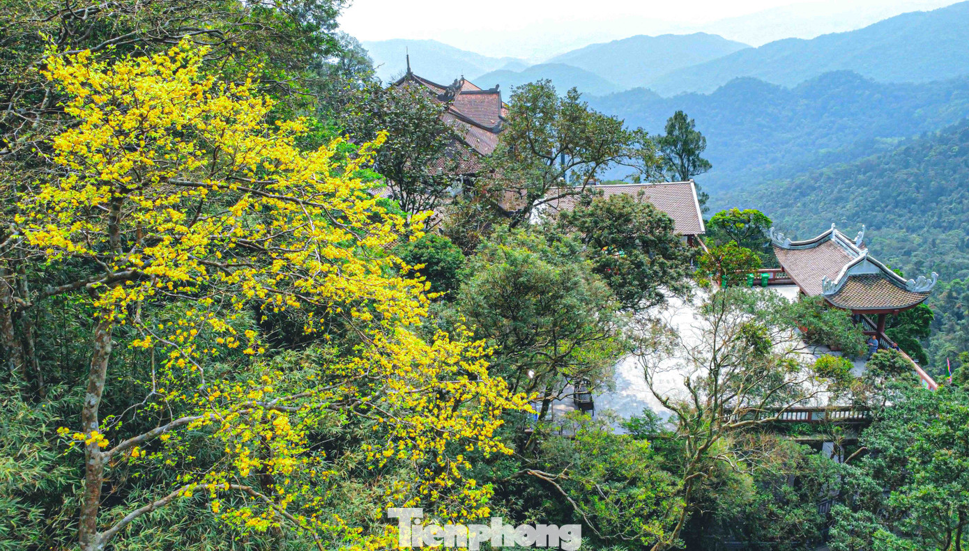 Mai vàng Yên Tử nở rộ mỗi độ xuân về. Ảnh: Hoàng Dương.