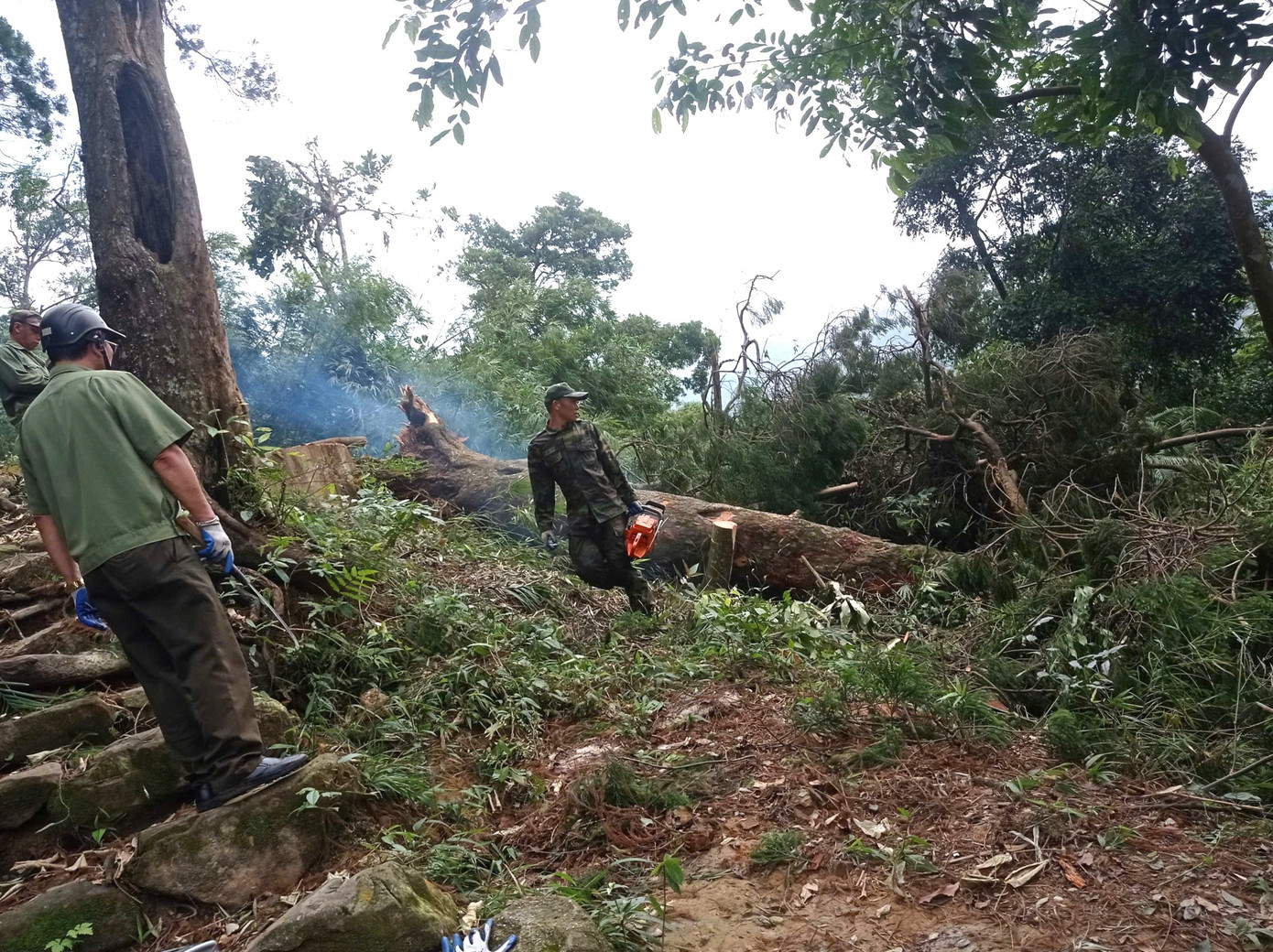 'Cụ xích tùng' hơn 700 tuổi bị bão quật đổ.