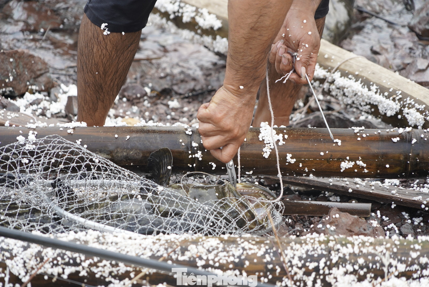 Bão YAGI đã gây thiệt hại nặng nề cho Quảng Ninh, nhất là những hộ nuôi lồng bè trên biển. Người ít thì cũng vài trăm triệu, người nhiều thì hàng tỷ, thậm chí hàng chục tỷ đồng bị cuốn trôi theo.