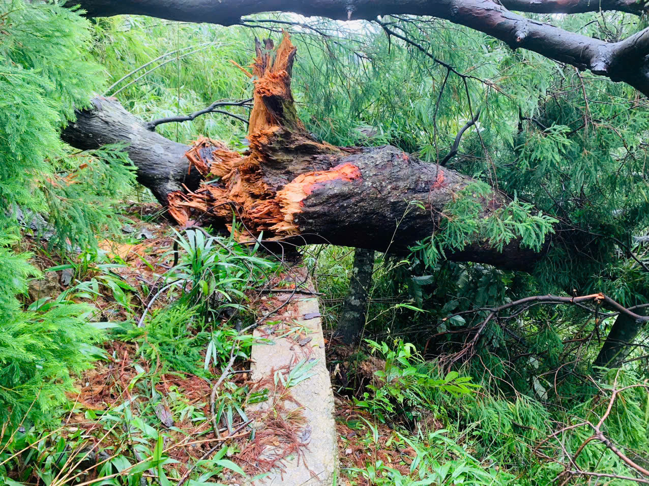 "Ban quản lý di tích và rừng quốc gia Yên Tử có tổng số 65 cán bộ và người lao động. Sau khi bão tan, đơn vị ngay lập tức bố trí 40 người tiến hành cưa cắt cây xanh, khuân vác, dọn dẹp những cây xanh nặng hàng tấn nằm chắn ngang lối lên chùa Đồng, 25 nhân sự còn lại phụ trách công việc quản lý chuyên môn. Nhưng đến nay, khối lượng công việc dọn dẹp sau bão vẫn còn khá nhiều. Một số cán bộ mặc dù nhà cũng bị hư hại trong trận bão những vẫn bám trụ cơ quan để khắc phục hậu quả sau bão", ông Lê Tiến Dũng - Trưởng Ban quản lý di tích và rừng Quốc gia Yên Tử - cho biết.