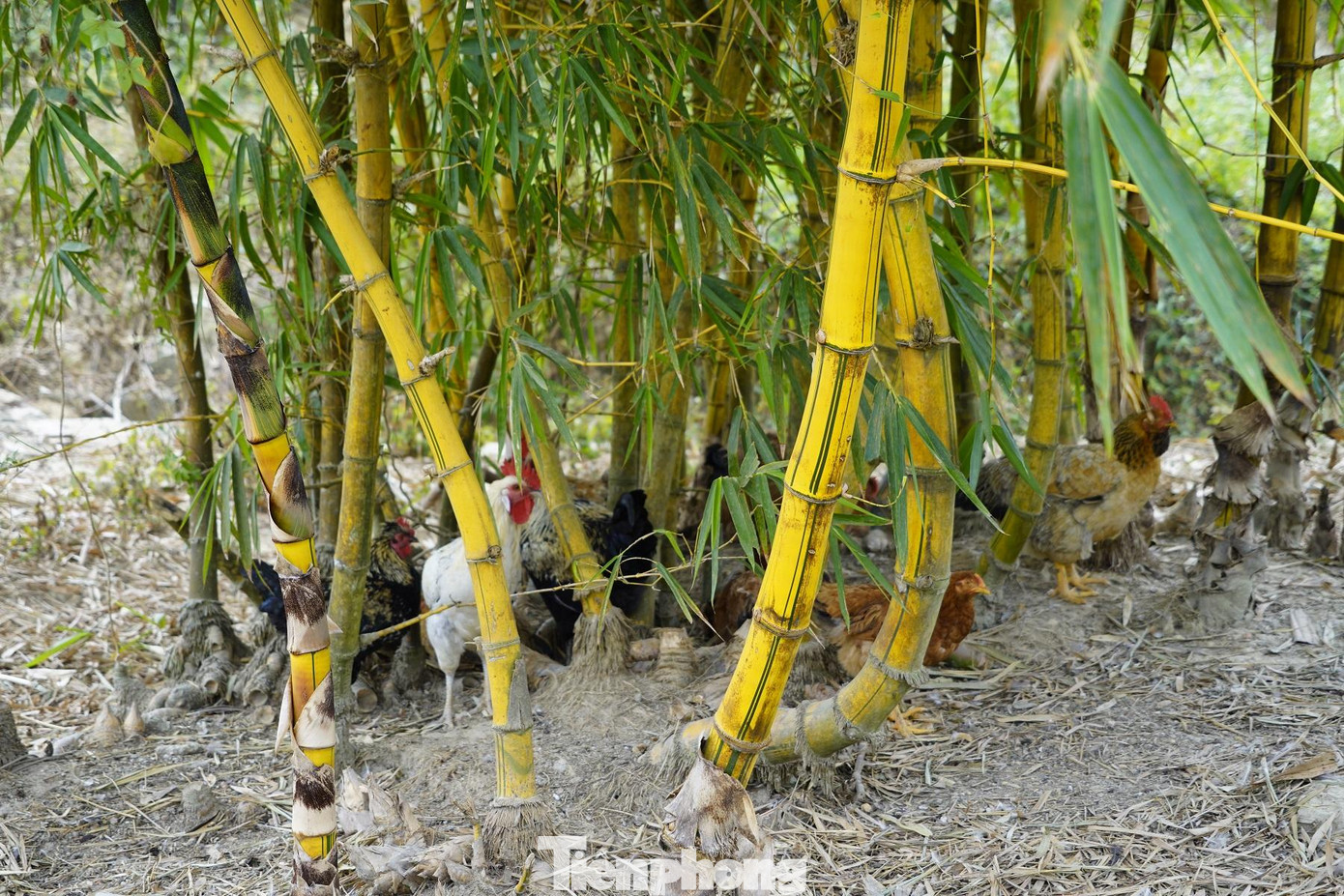 Nhiều gia đình kết hợp nuôi thêm gà thả đồi và tận dụng các ao cá trong vườn để giúp du khách có thêm trải nghiệm khi đến thăm vườn cam. Nhiều gia đình kết hợp nuôi thêm gà thả đồi và tận dụng các ao cá trong vườn để giúp du khách có thêm trải nghiệm khi đến thăm vườn cam.