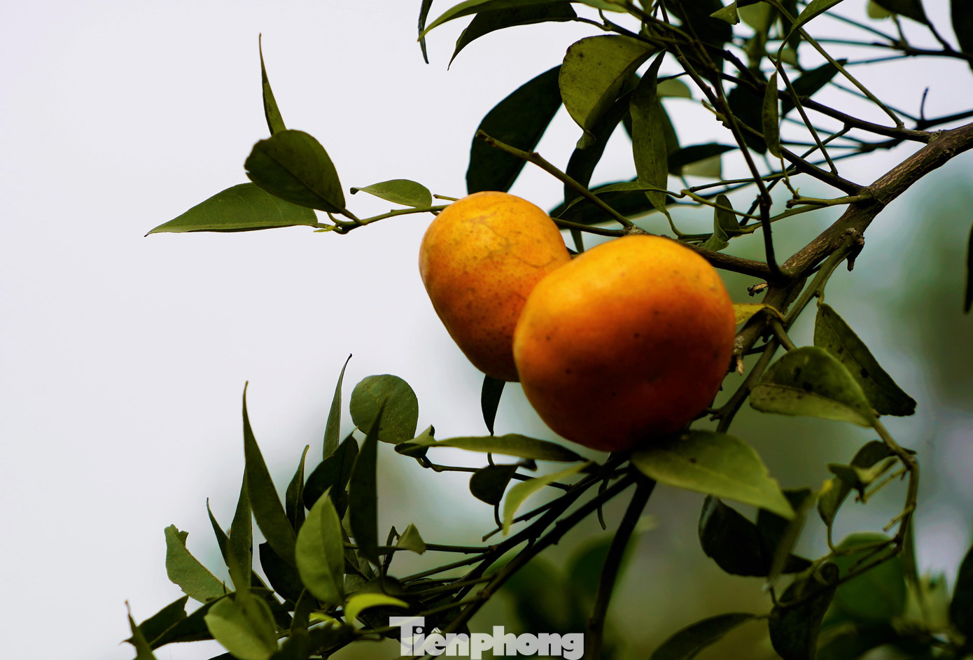 Anh Trần Văn Hậu, chủ vườn cho biết: Trước đây nông dân trồng cam xã Vạn Yên có thu nhập bấp bênh. Đầu ra phụ thuộc hoàn toàn vào thương lái và nhiều khi bị ép giá khiến nhiều người phải bỏ vườn để chuyển đổi giống cây trồng khác. Từ khi mô hình vườn cam kết hợp với du lịch sinh thái phát triển, bà con nông dân xã Vạn Yên đã có thu nhập ổn định và kinh tế gia đình khấm khá hơn. Anh Trần Văn Hậu, chủ vườn cho biết: Trước đây nông dân trồng cam xã Vạn Yên có thu nhập bấp bênh. Đầu ra phụ thuộc hoàn toàn vào thương lái và nhiều khi bị ép giá khiến nhiều người phải bỏ vườn để chuyển đổi giống cây trồng khác. Từ khi mô hình vườn cam kết hợp với du lịch sinh thái phát triển, bà con nông dân xã Vạn Yên đã có thu nhập ổn định và kinh tế gia đình khấm khá hơn.