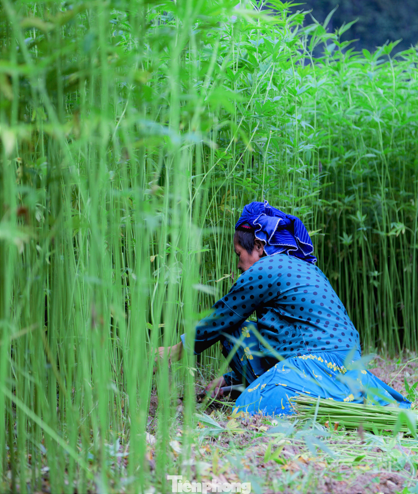 Thanh niên, các chị sẽ nhận phần chặt lanh, tước lá.