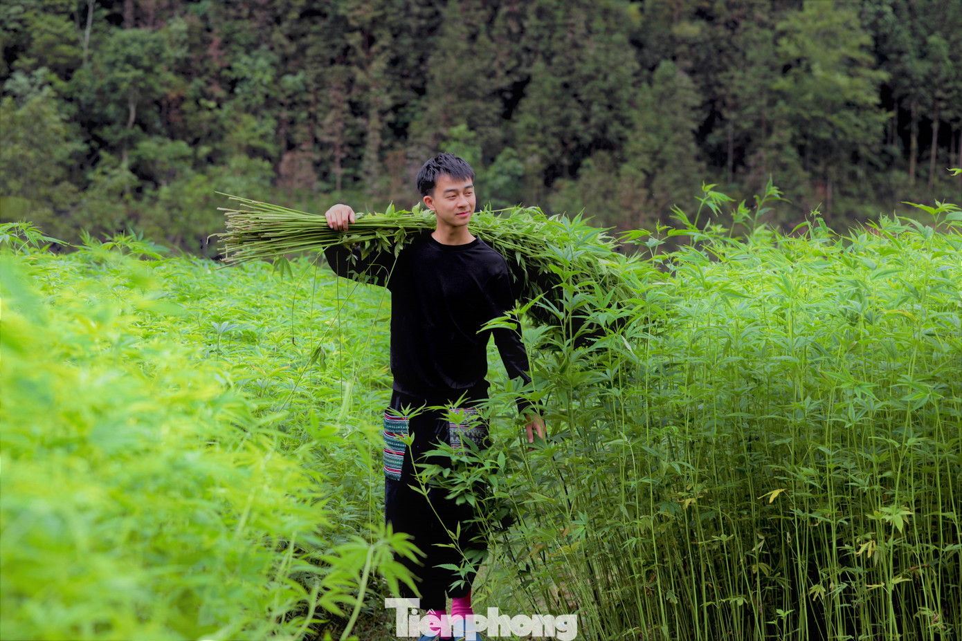 Từ thu hoạch đến khi làm ra được tấm vải lanh cần phải trải qua khoảng 40 công đoạn.