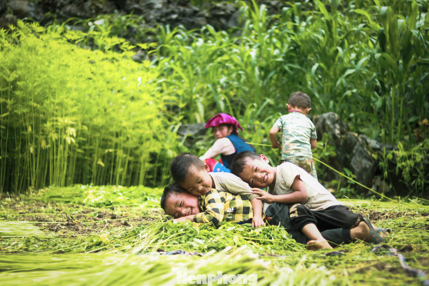 Lũ trẻ nô đùa trên những đám lá lanh.