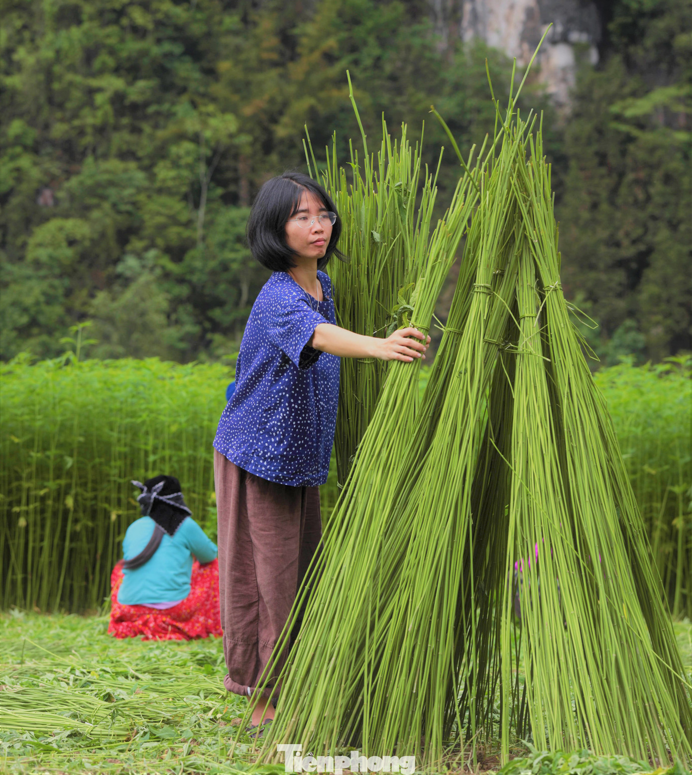 Đối với người phụ nữ H'Mông, khi sinh ra, lớn lên phải biết trồng lanh, dệt vải.