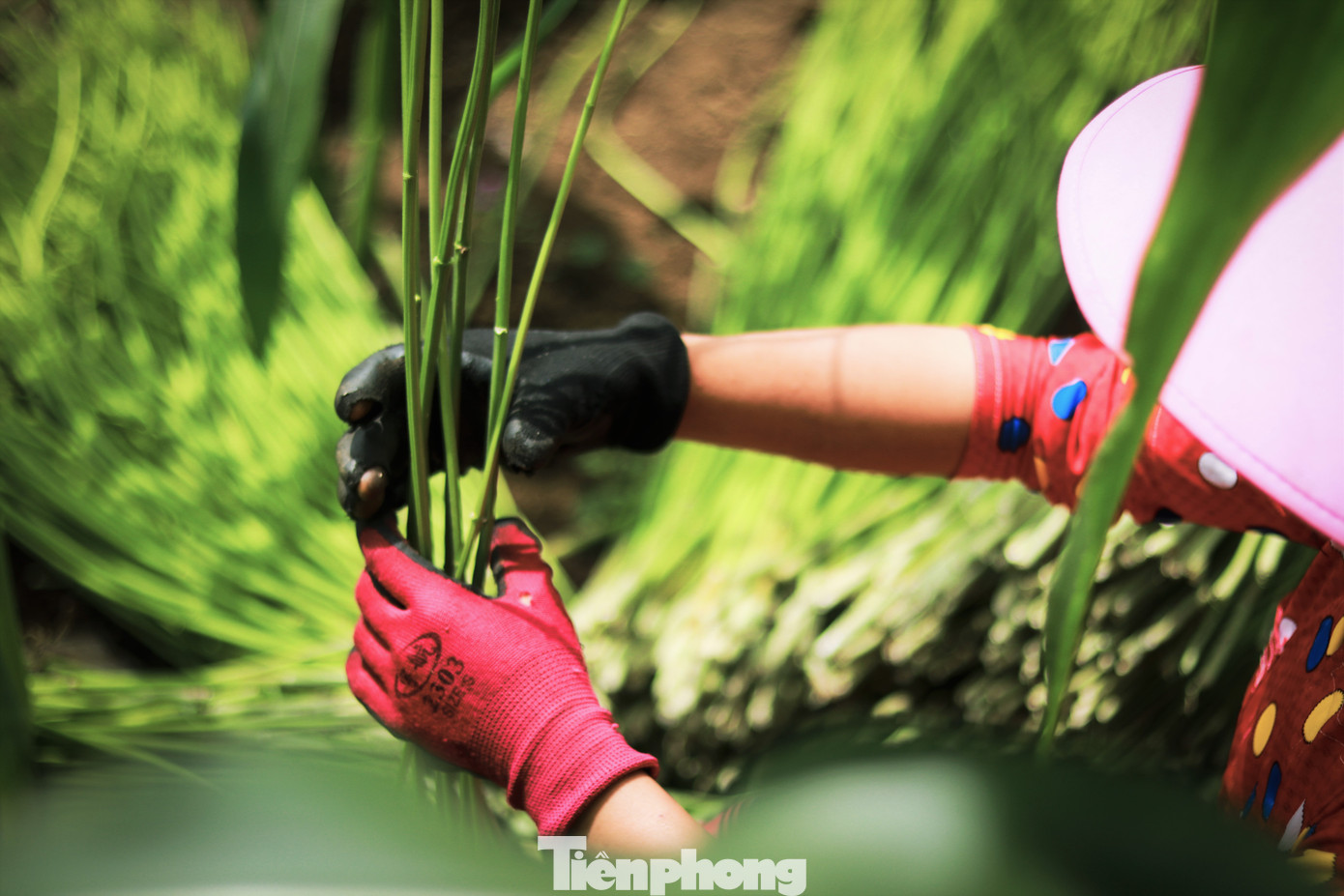Giữa cao nguyên đá cằn cỗi, cây lanh vẫn mạnh mẽ vươn lên như sức sống mãnh liệt của đồng bào H'Mông trên cao nguyên đá Hà Giang.