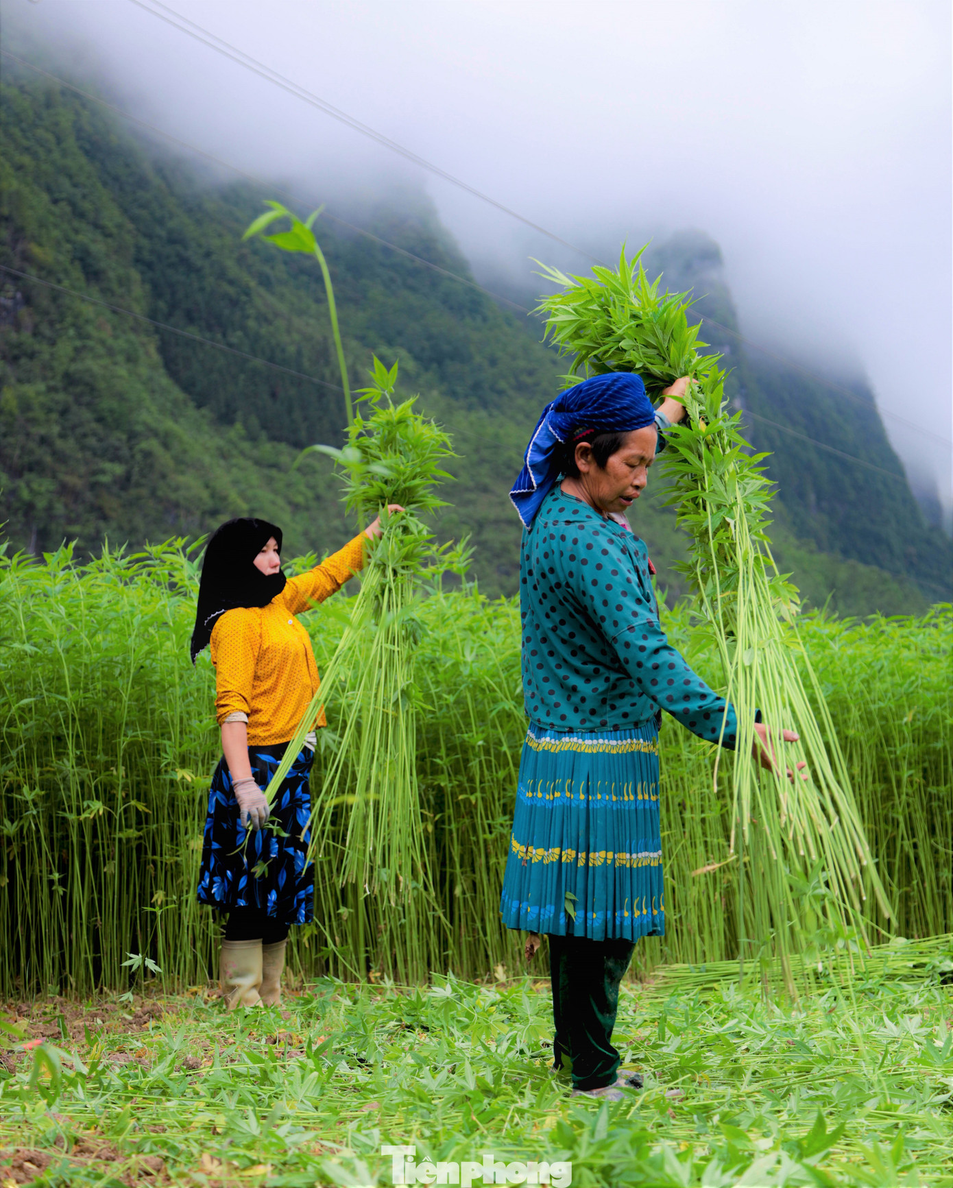 Theo quan niệm của người H'Mông, cây lanh có sức sống vĩnh cửu.