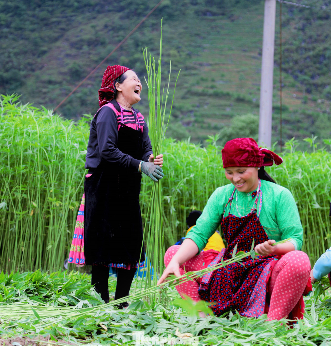Mùa thu lanh luôn tràn ngập tiếng cười của các mẹ, các chị.