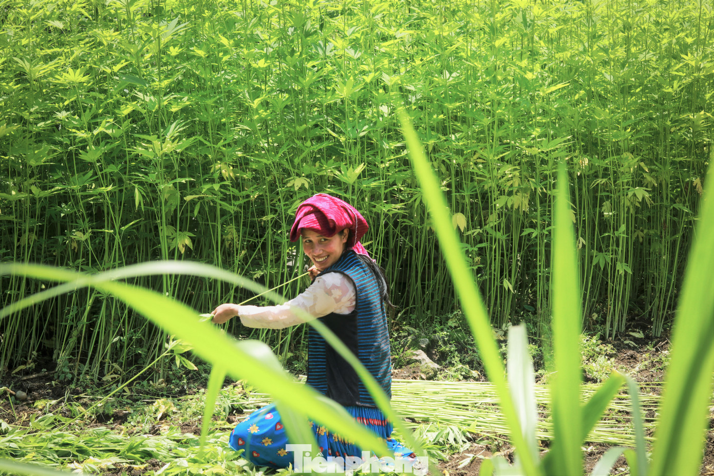 Trồng lanh dệt vải là nghề truyền thống của người H'Mông ở Hà Giang.