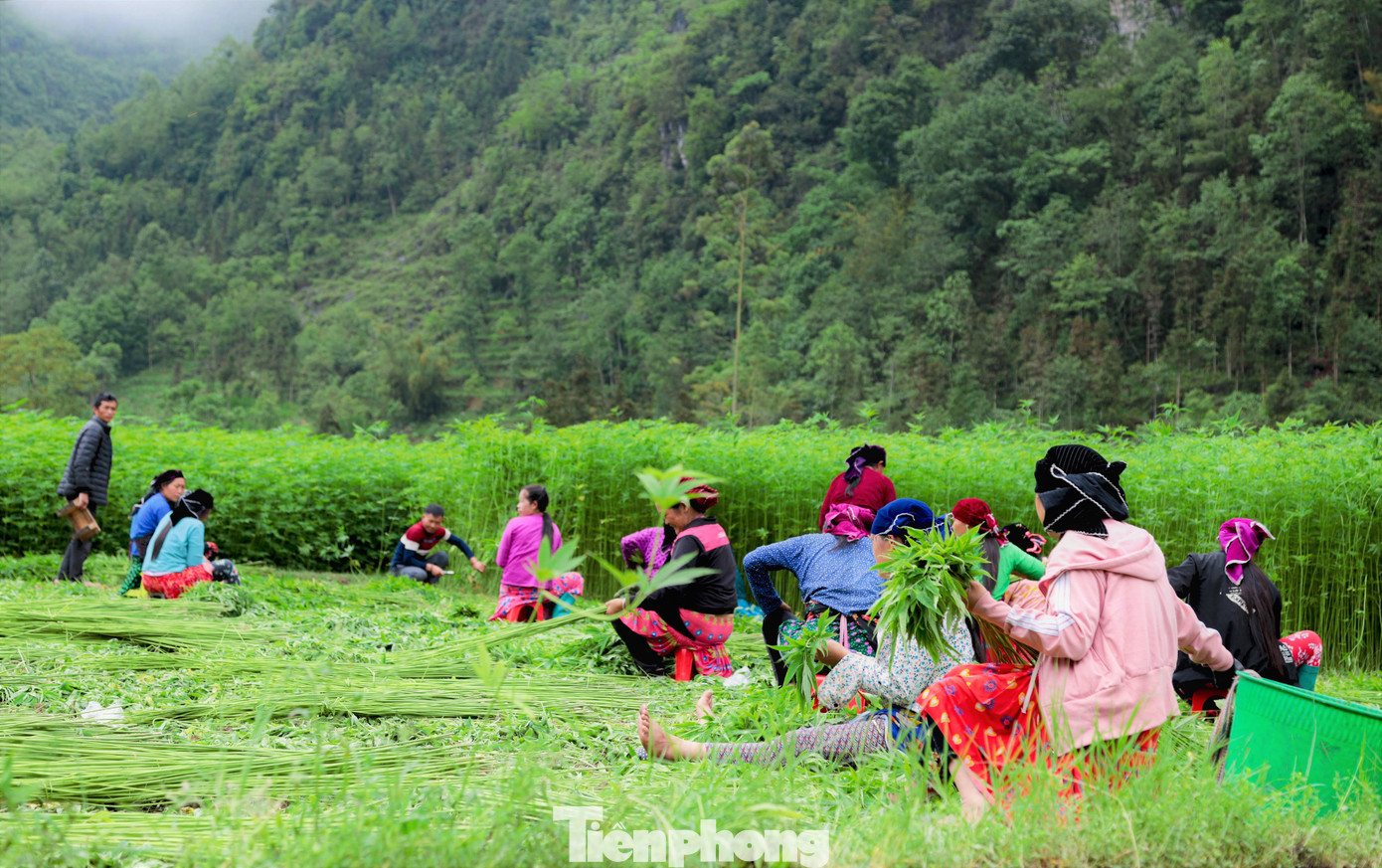 Mùa hè cũng là thời điểm để thu hoạch cây lanh. Mọi người sẽ cùng nhau ra đồng và phân chia công việc.