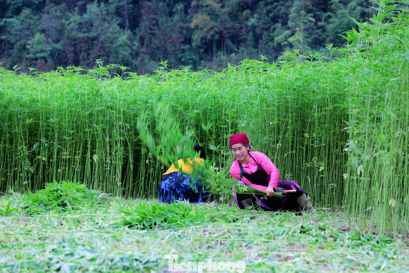 Cây lanh cũng là loài cây mang tín hiệu tộc người, nhắc nhở người H’Mông luôn luôn nhớ về cội nguồn.