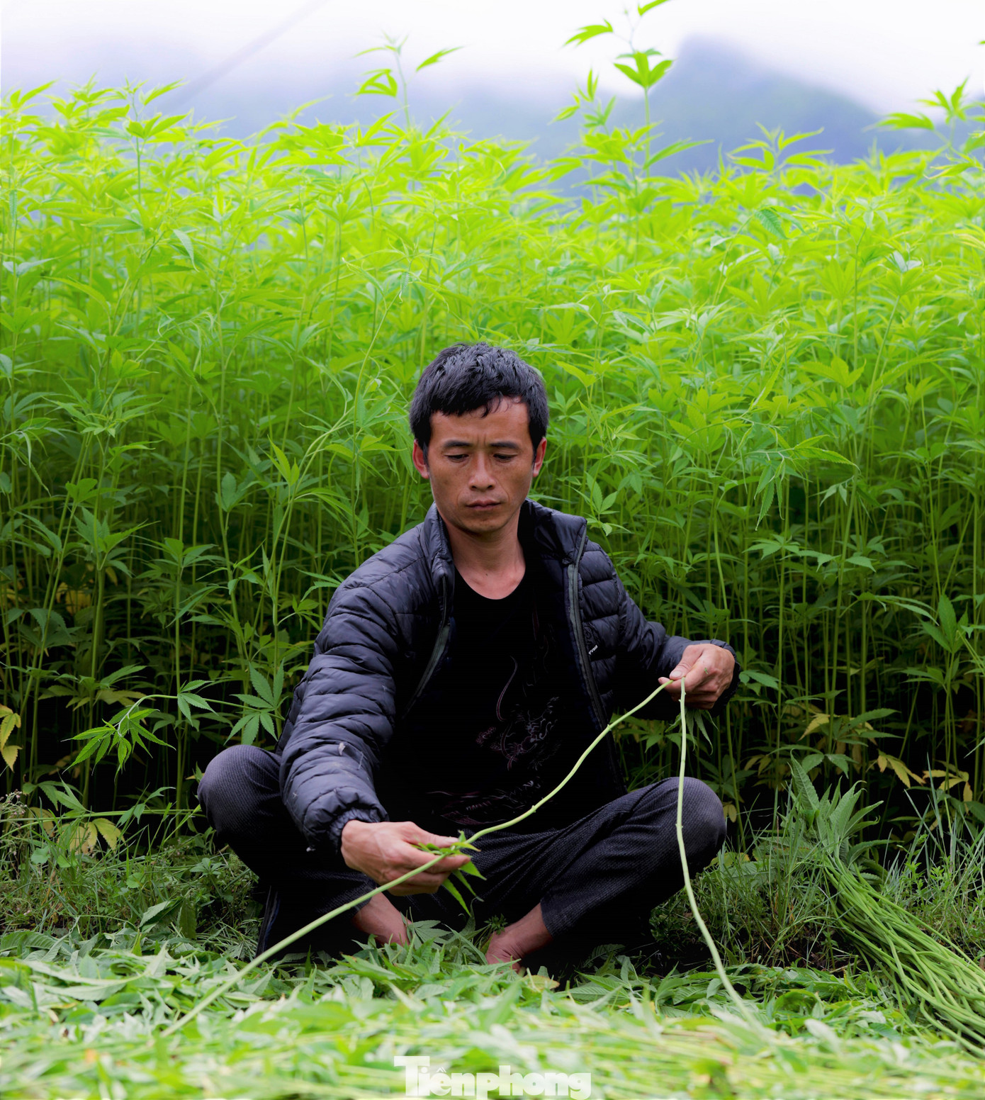 Cây lanh thường được trồng bằng cách gieo hạt cùng với ngô vụ mùa, sau khi gieo hạt khoảng 3 đến 4 tháng thì được thu hoạch.