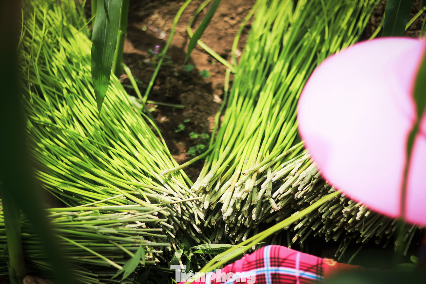 Người ta thường hay bảo rằng trước sân vườn của gia đình người H’Mông nếu có trồng hay phơi cây lanh thì chắc rằng gia đình đó có những người phụ nữ chăm chỉ, khéo tay, cần cù.