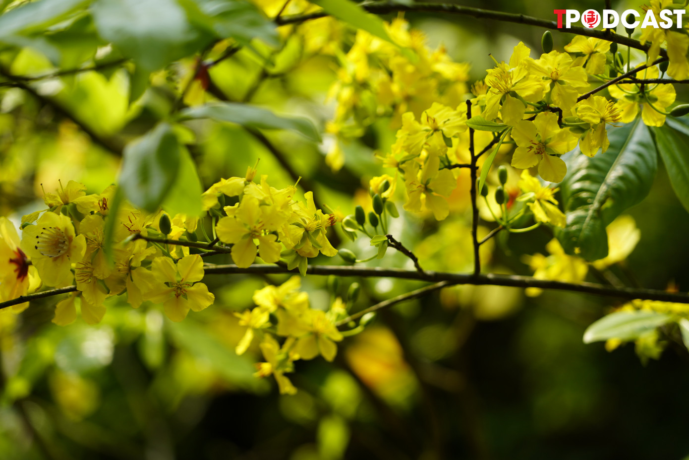 Màu vàng của hoa mai tôn lên vẻ đẹp khác thường giữa rừng núi.