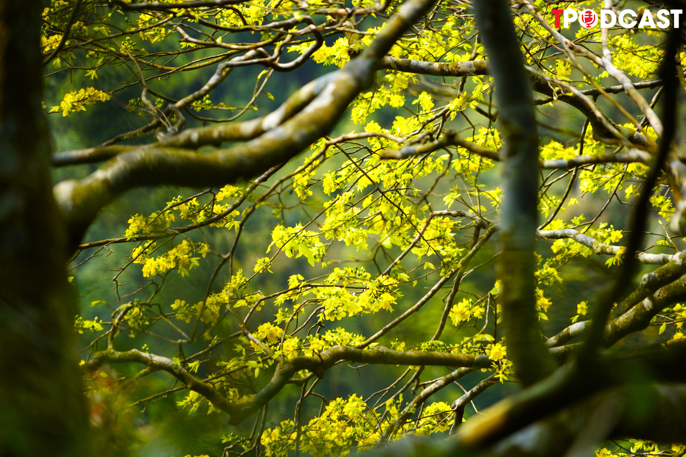 Theo thuyết ngũ hành thì màu vàng thuộc hành thổ, biểu tượng cho giống nòi Việt. Hoa mai vàng có 5 cánh tượng trưng cho ngũ phúc (phúc, lộc, thọ, khang, ninh).