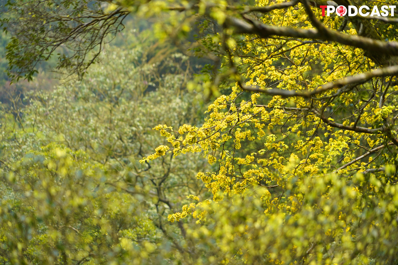 Cứ mỗi độ xuân về, từ trên đỉnh núi nhìn xuống, cả Yên Tử như được khoác thêm chiếc áo cà sa dệt bằng mai vàng.