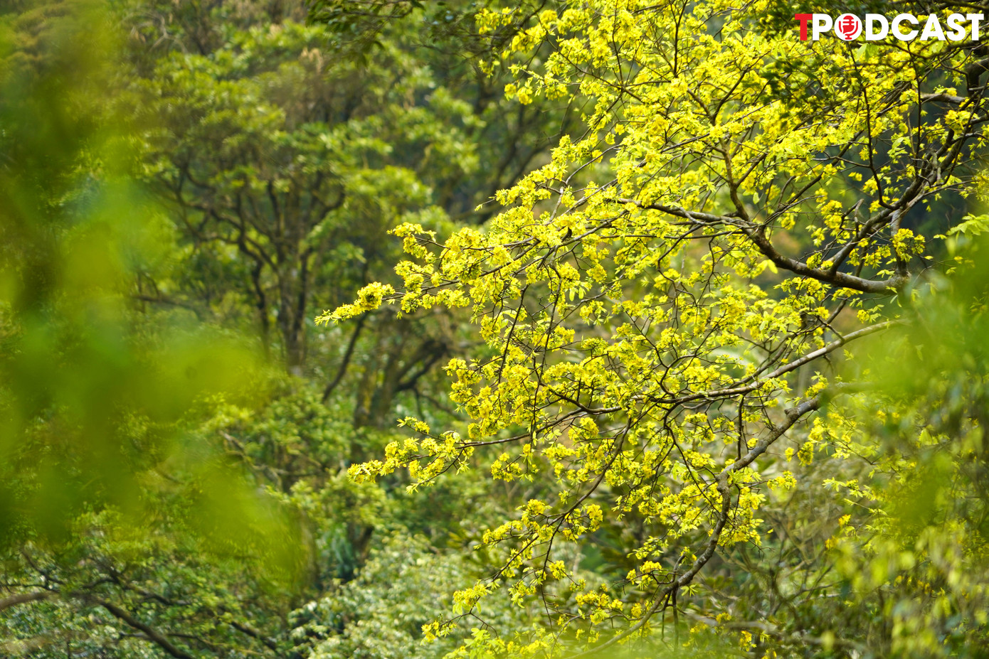 Rừng mai ấy nay cứ mỗi độ xuân về lại làm cho Yên Tử càng trở nên linh thiêng, huyền ảo.