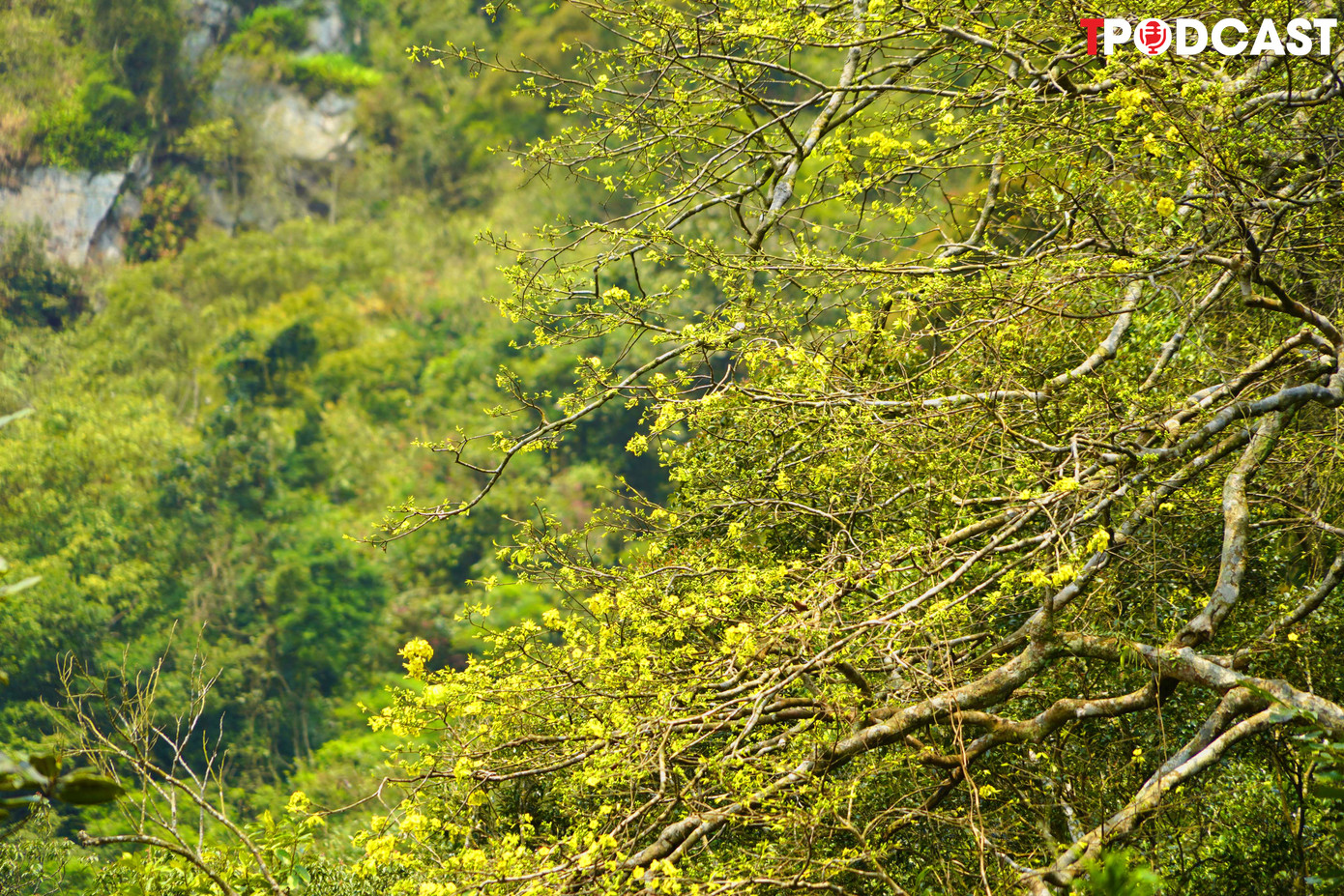 Vượt qua sự khắc nghiệt của thời gian, những “đại lão mai” ở thác Vàng, thác Bạc, chùa Một Mái, chùa Vân Tiêu vẫn sừng sững tỏa bóng nơi non cao và nở hoa vàng rực rỡ đúng vào mùa Lễ hội xuân Yên Tử.