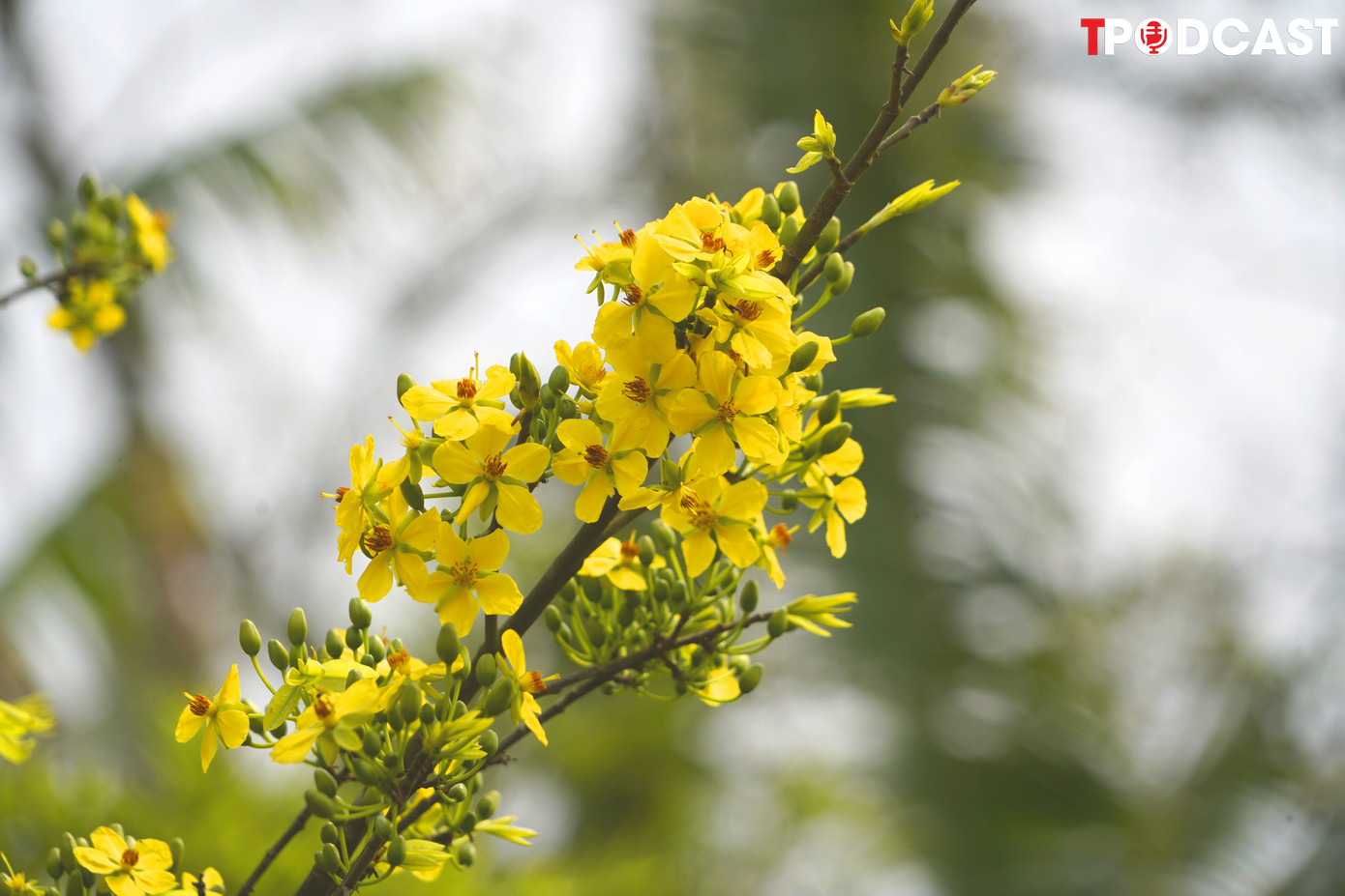 Nhiều người cho rằng mai vàng Yên Tử là biểu tượng thanh cao, tượng trưng cho tinh thần bền bỉ, vượt lên mọi khó khăn theo truyền thống Thiền môn mà các hòa thượng đã dày công vun xới.