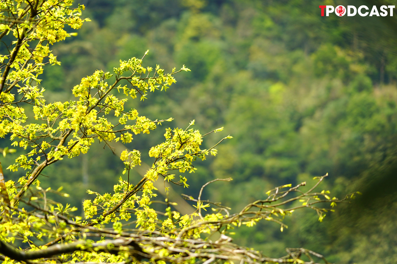 Ngắm hoa mai nở, Ngài đã tìm thấy trong mỗi cánh hoa mai chứa đựng tâm thiền: Hoa mai vàng rụng cánh khi đang còn hương sắc rực rỡ, thể hiện tính thiền và sự buông bỏ trong Phật pháp.