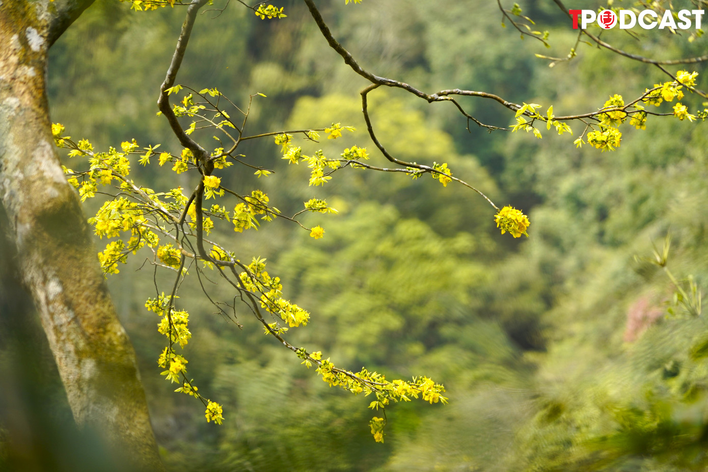 Đặc tính của mai vàng Yên Tử là càng lạnh hoa sẽ càng thơm và bền hơn khi thời tiết càng khắc nghiệt.