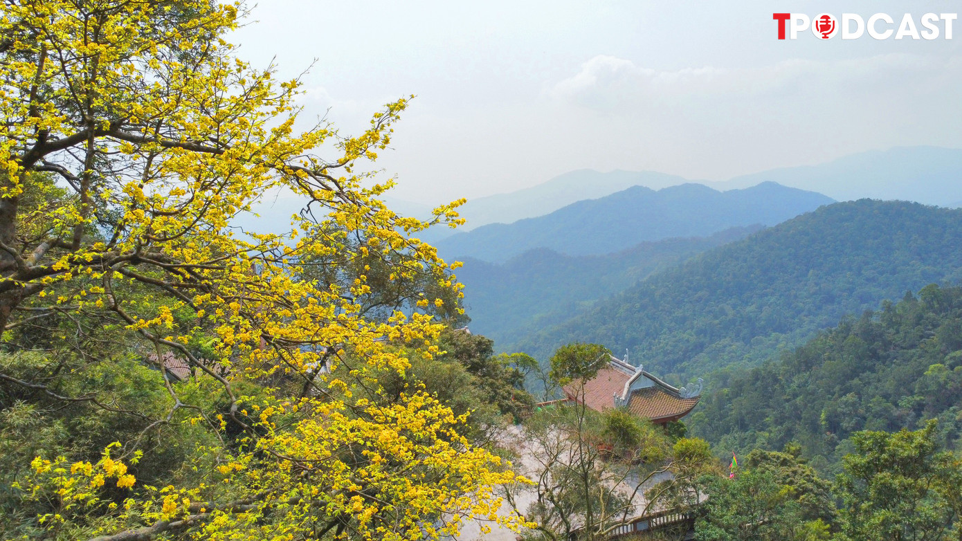 Trong những năm tháng đầu tiên khi Phật hoàng Trần Nhân Tông về Yên Tử thiền tu, giữa chốn núi rừng hoang vắng, Ngài đã bâng khuâng trước vẻ đẹp của bông mai vàng thoát tục hiển hiện trong tiết xuân.