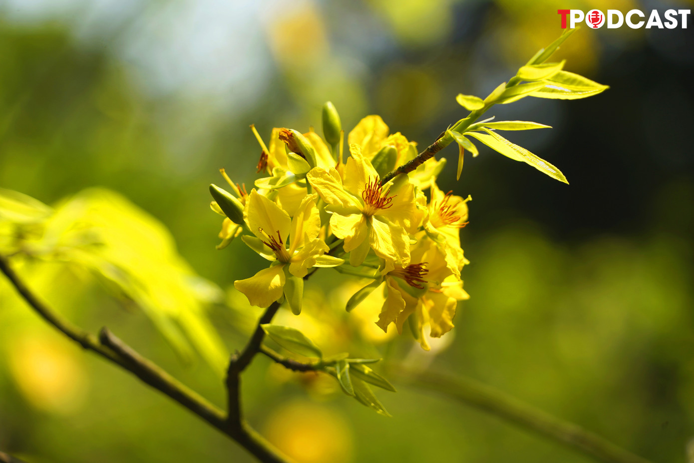 Nơi núi cao, rừng sâu, bông hoa mai vàng cùng với trúc, tùng trở thành tri kỷ trong suốt thời gian Ngài tu thiền tại Yên Tử.