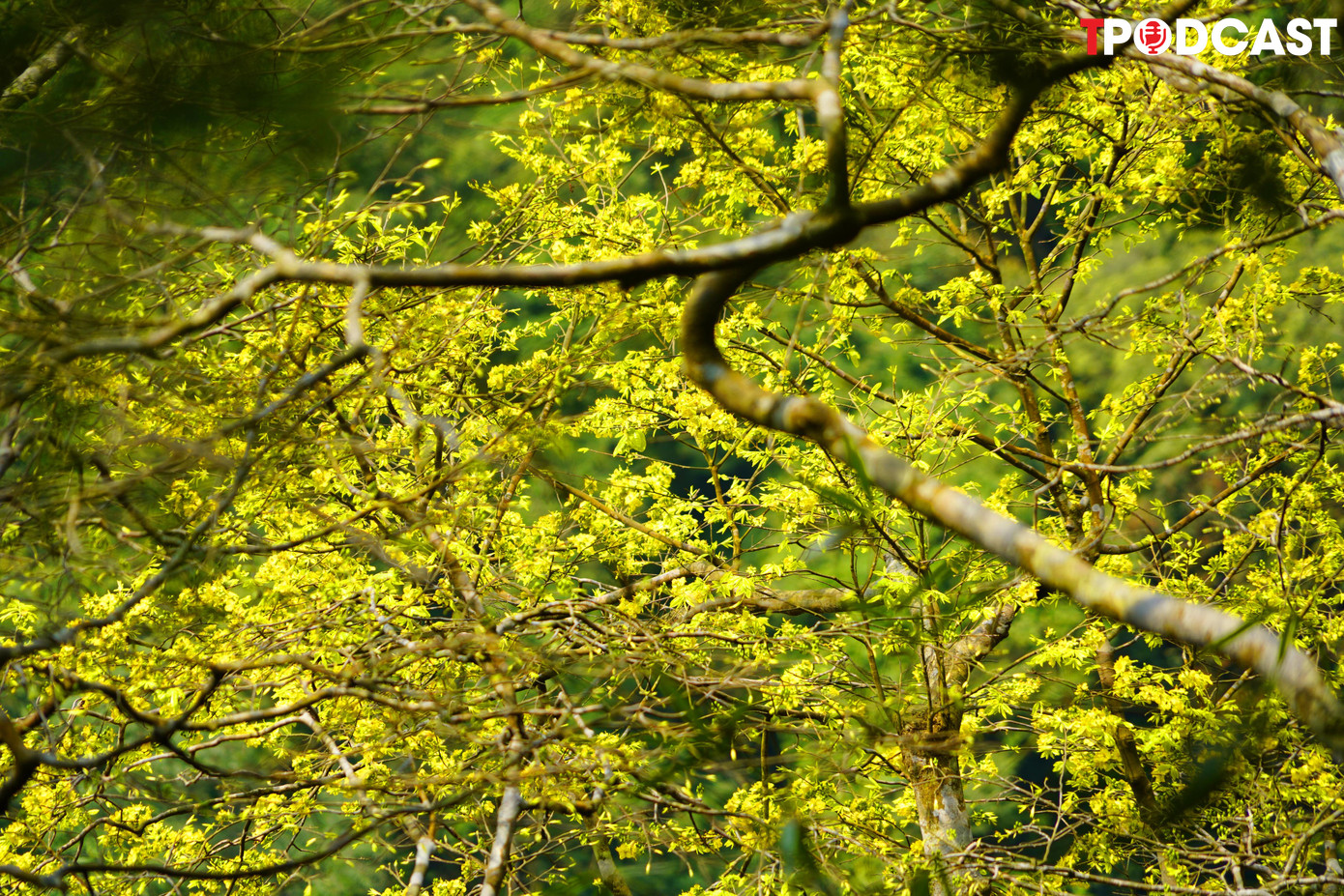 Mai vàng Yên Tử là loài hoa quý còn mãi với thời gian, mang ý nghĩa văn hóa, tâm linh gắn với non thiêng, như sự trường tồn của Thiền phái Trúc Lâm Yên Tử.
