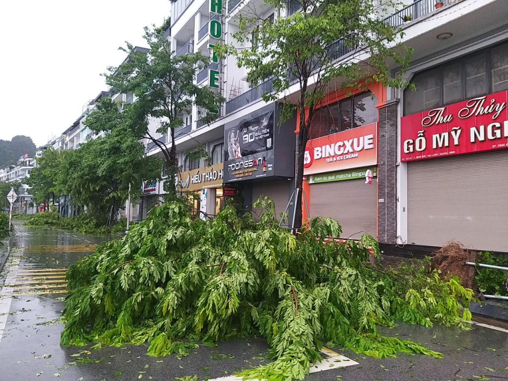Cây xanh cũng đổ rạp dọc tuyến đường Trần Quốc Nghiễn. Cây xanh cũng đổ rạp dọc tuyến đường Trần Quốc Nghiễn.