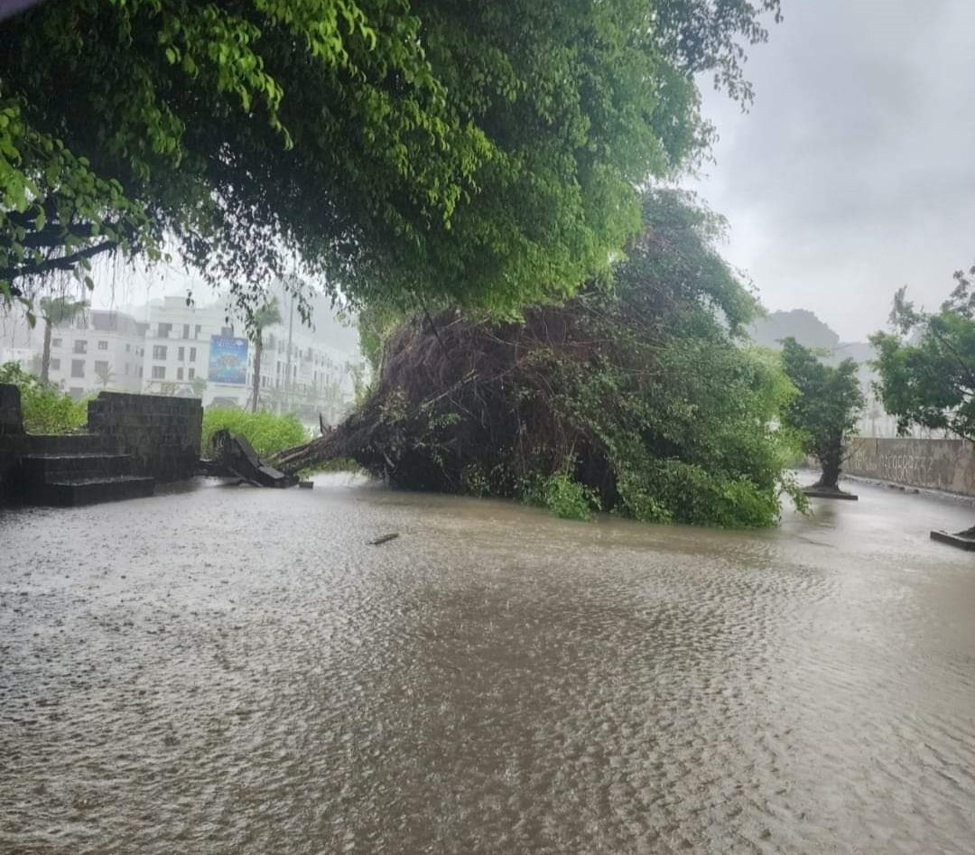 Đến 8h30 sáng 23/7, tại TP Hạ Long vẫn đang mưa to. Đến 8h30 sáng 23/7, tại TP Hạ Long vẫn đang mưa to.