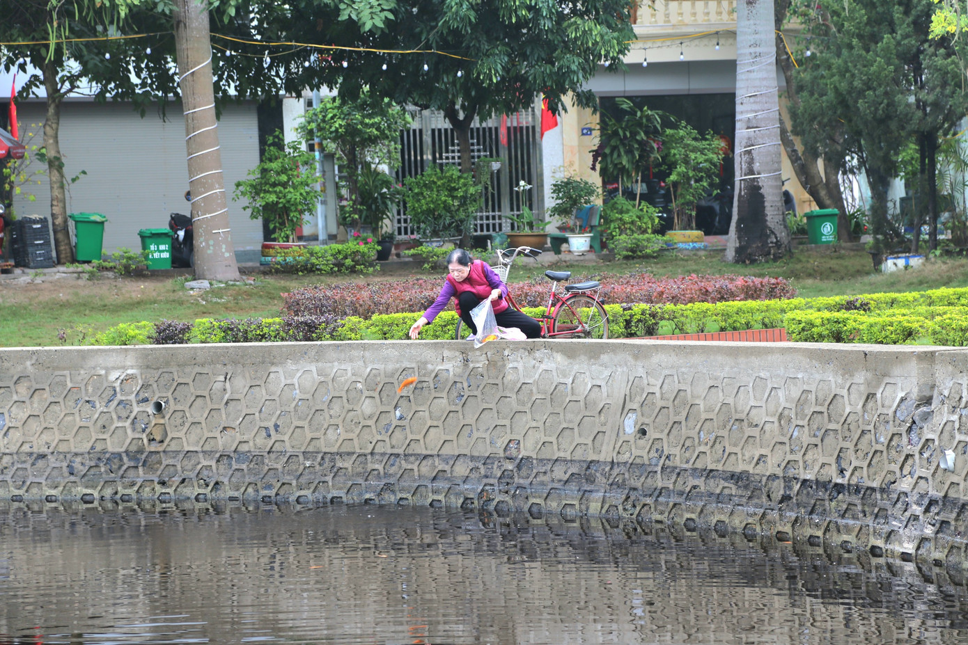 Hồ điều hòa thuộc phường Yết Kiêu, thành phố Hạ Long là hồ nước mặn thông với biển nhưng người dân quanh khu vực vẫn đua nhau thả cá chép sau khi cúng ông Công, ông Táo.