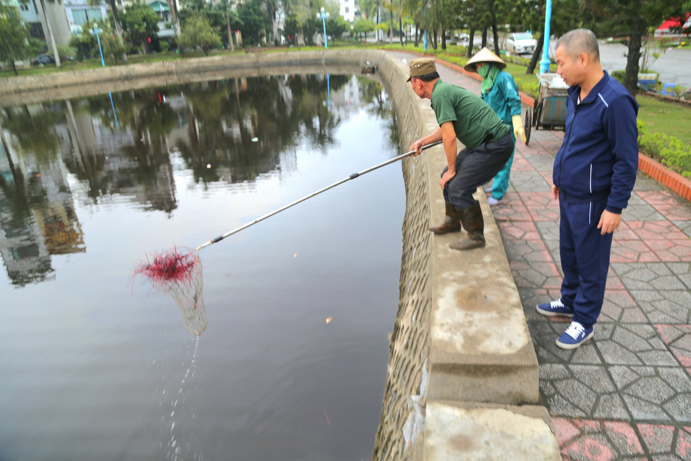 Lực lượng chức năng phải đi vớt cá chết để tránh gây ô nhiễm môi trường.