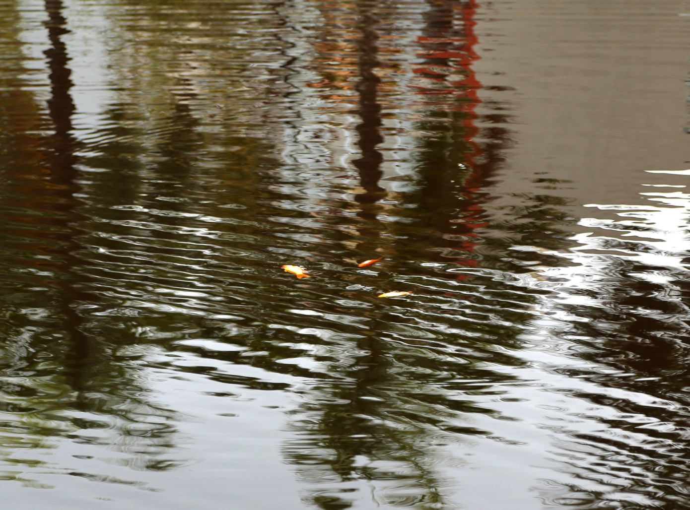 Những con chép cá xấu số chỉ bơi đúng vài mét là chết nổi bụng vì gặp nước mặn.