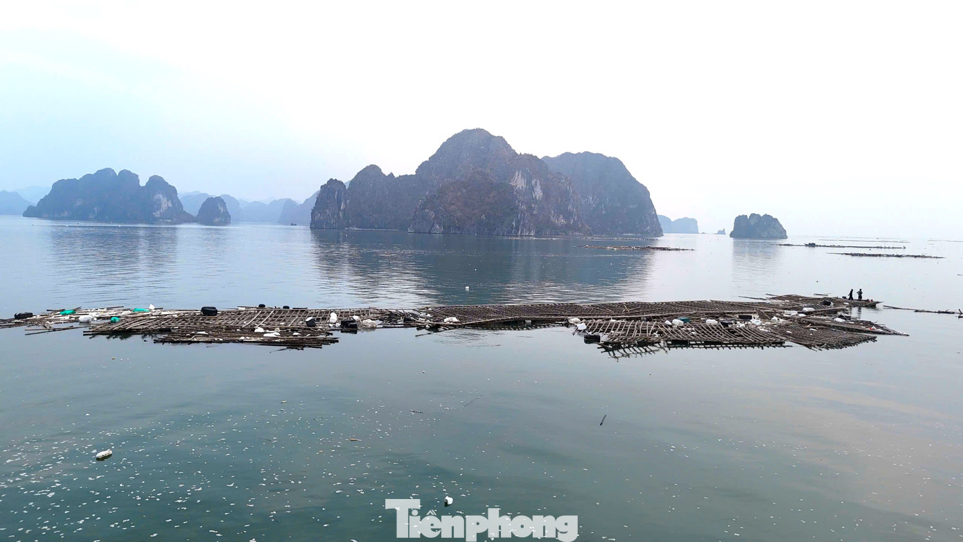 Hàng chục nghìn tấn hàu thương phẩm đã bị bão cuốn trôi.