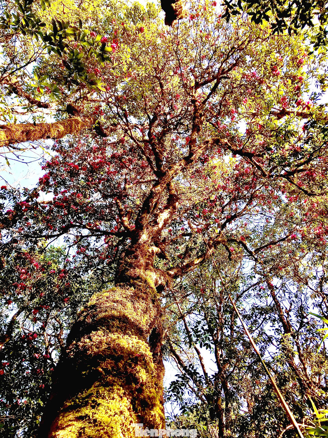 Những cây đỗ quyên cao hàng chục mét, thân bám đầy rêu nhưng vẫn đua nhau nở hoa khoe sắc.