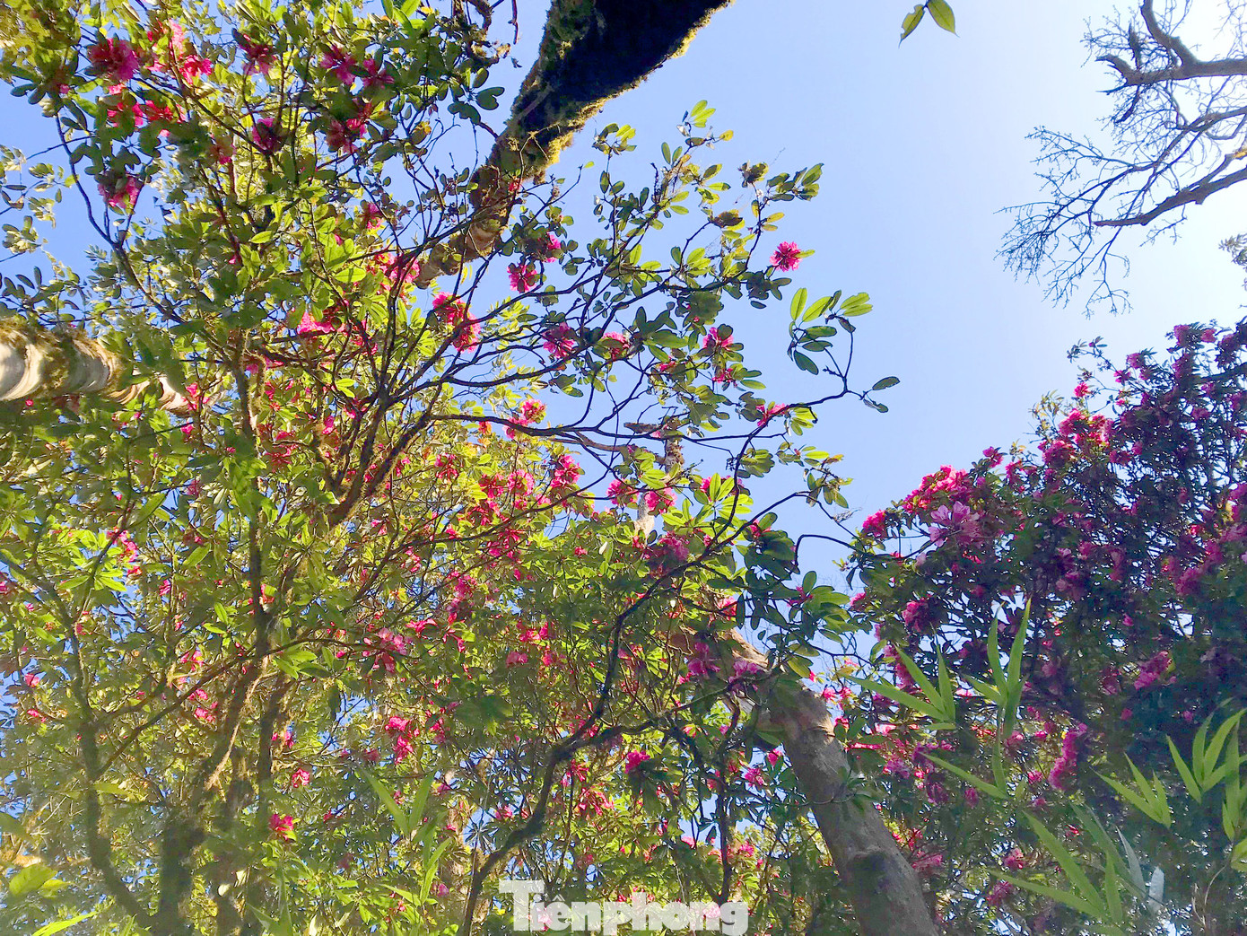 Loài hoa này cũng được coi là biểu tượng của Vị Xuyên.