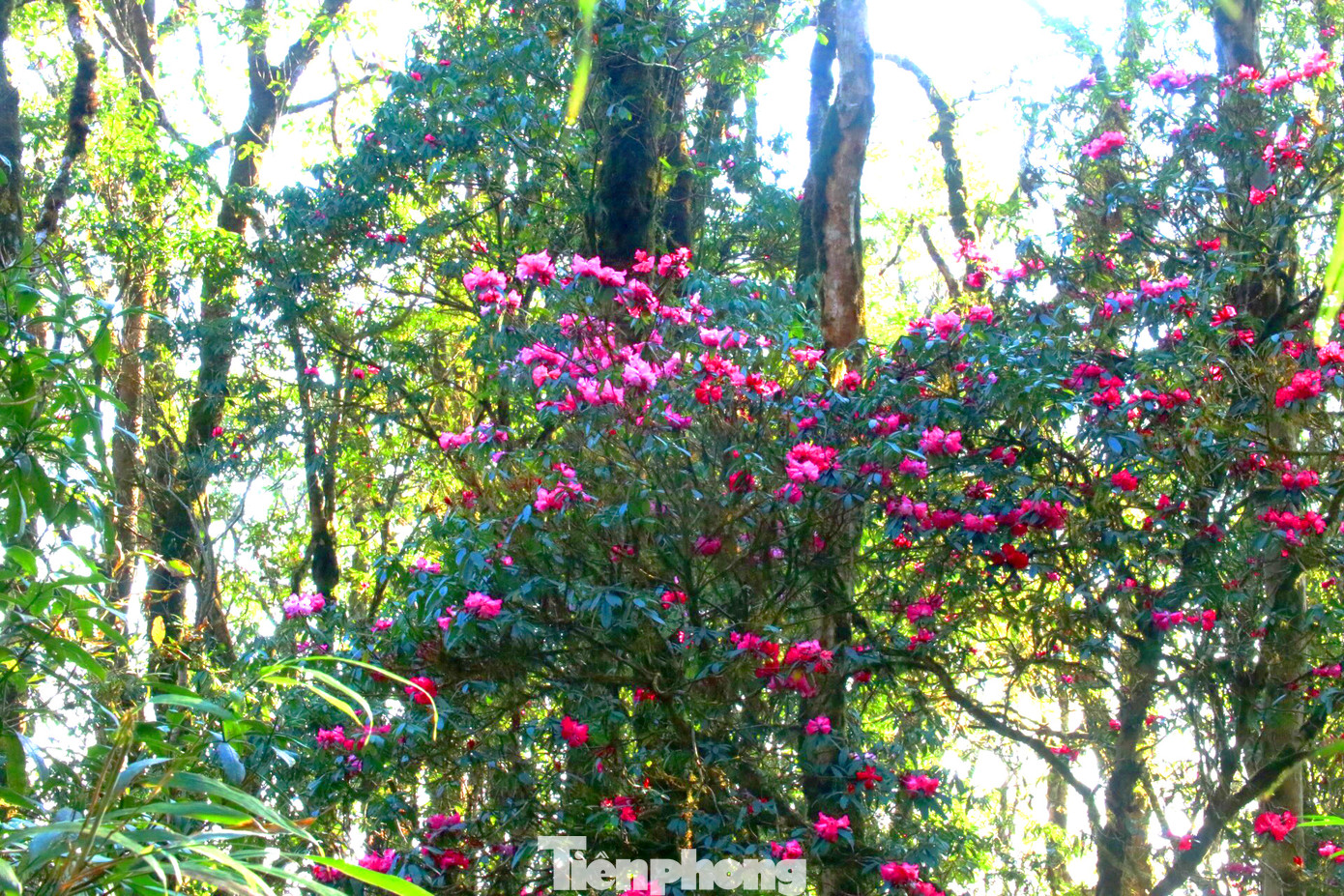 Hoa đỗ quyên ở Tây Côn Lĩnh không nở rộ đồng loạt.