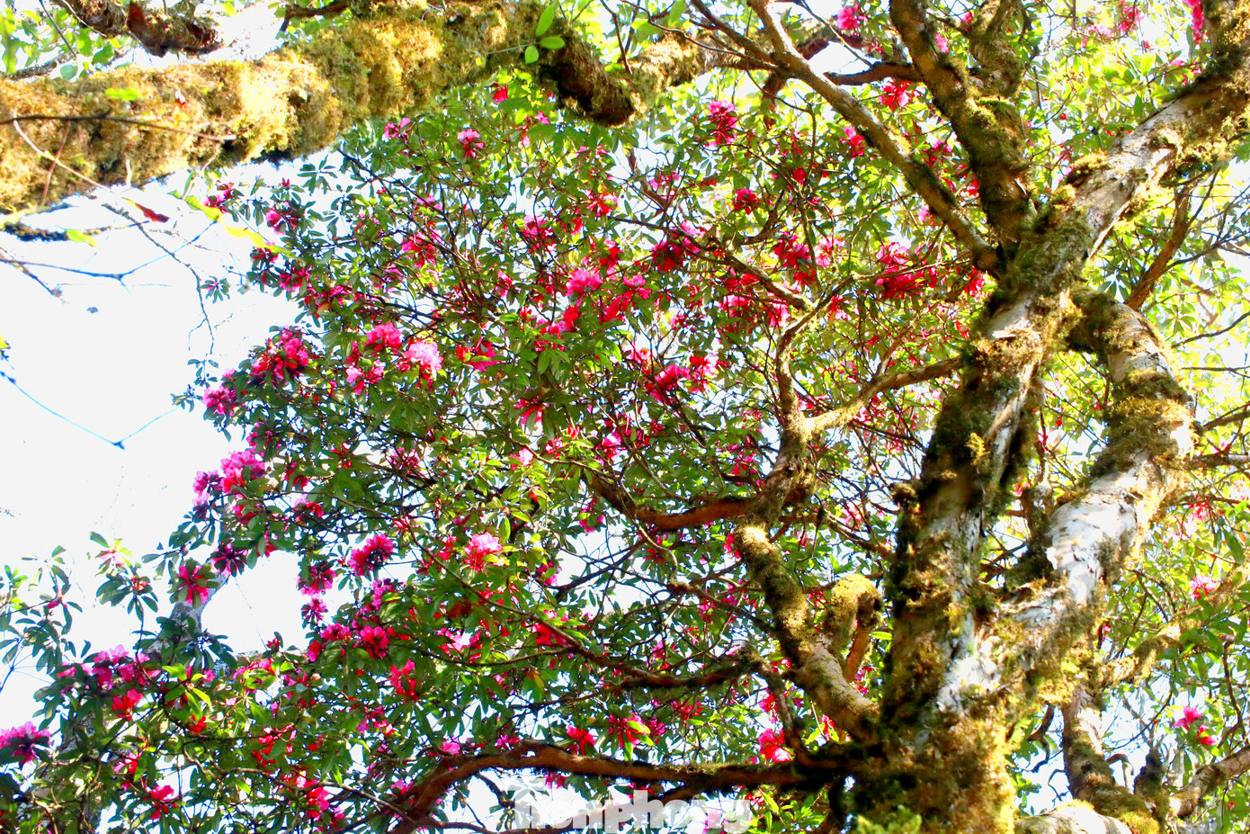 Rừng đặc dụng Tây Côn Lĩnh trải rộng trên 15 nghìn ha, trong đó khoảng hơn 5 nghìn ha có cây hoa đỗ quyên sinh sống, tập trung nhiều tại xã Cao Bồ.