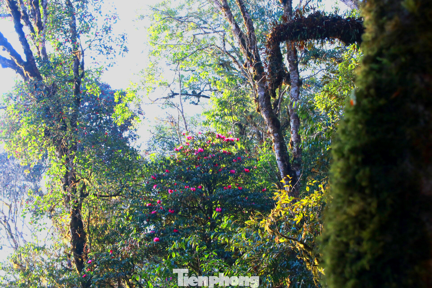 Theo quan niệm của người dân, hoa đỗ quyên bung nở, mang vẻ đẹp rạng rỡ, tượng trưng cho may mắn, sung túc và tình yêu thủy chung, son sắt.