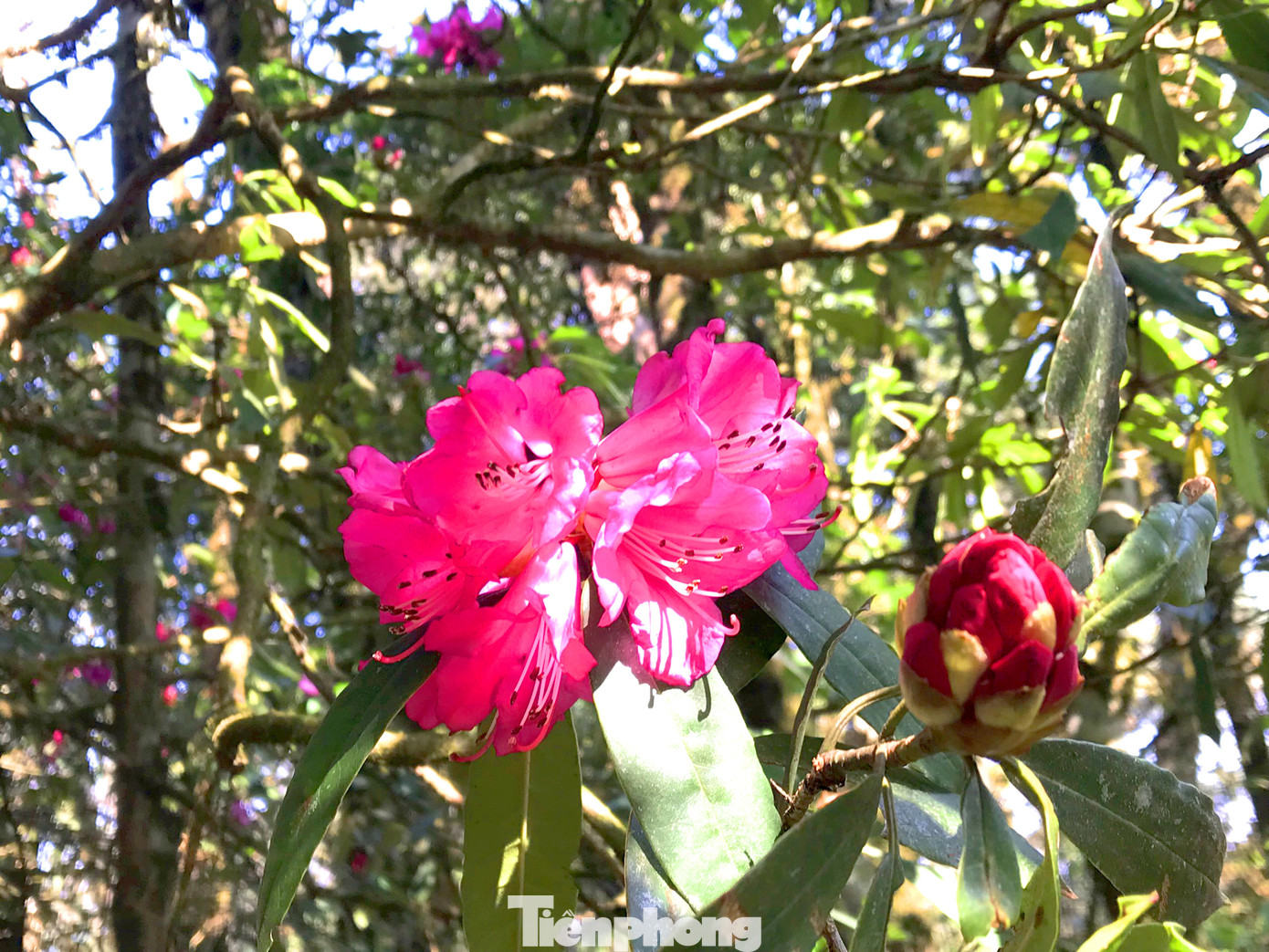 Được ví như vẻ đẹp của Tây Thi, hoa đỗ quyên đua nở từng bông đỏ mọng như mời gọi ánh nhìn của du khách khi đến với đỉnh Tây Côn Lĩnh.