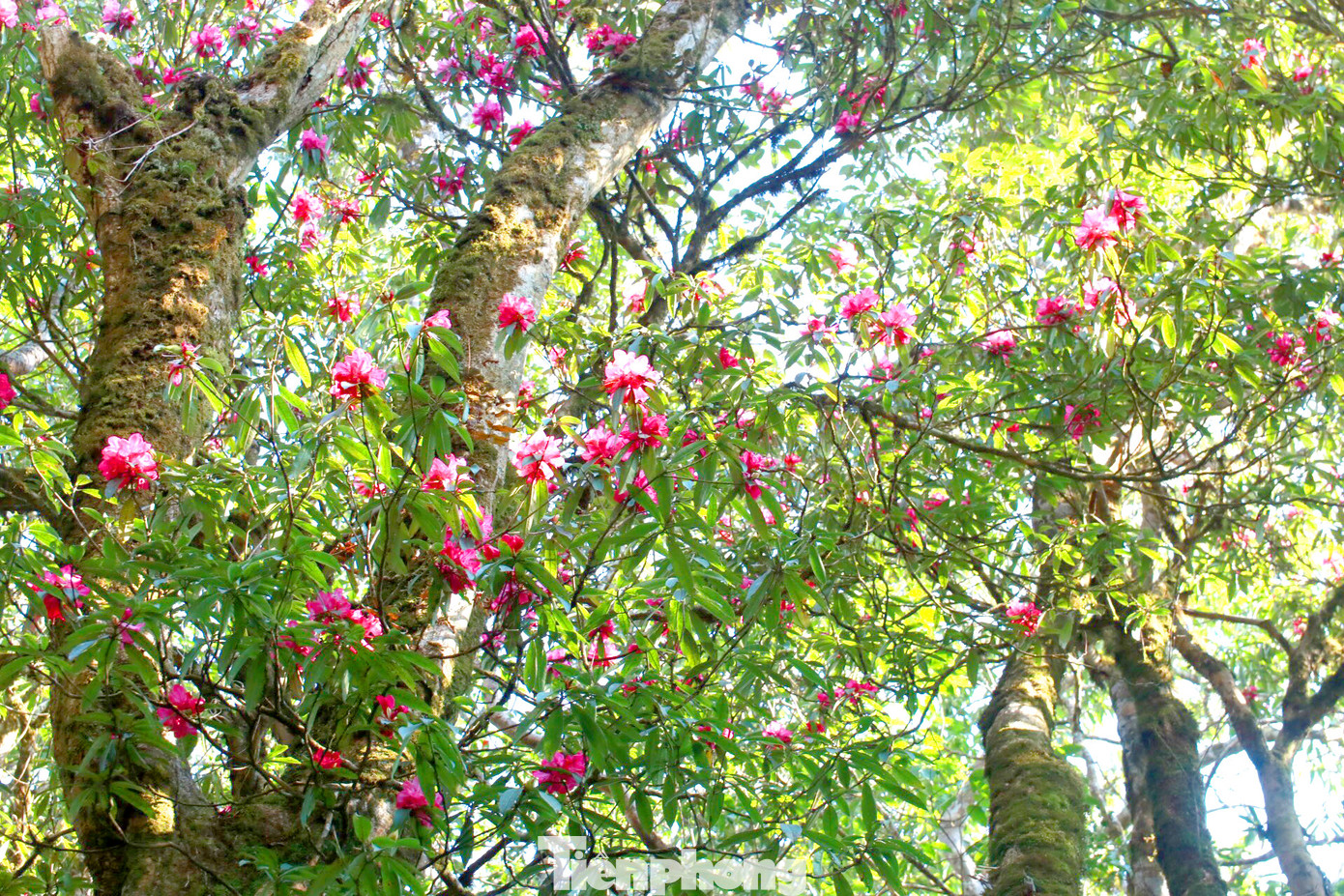 Năm 2023, huyện Vị Xuyên lần đầu tiên tổ chức Lễ hội hoa đỗ quyên để quảng bá hình ảnh đến với du khách.