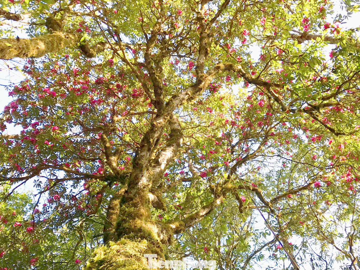 Hoa ở dưới thấp sẽ nở trước và nở lần lượt lên đến đỉnh.