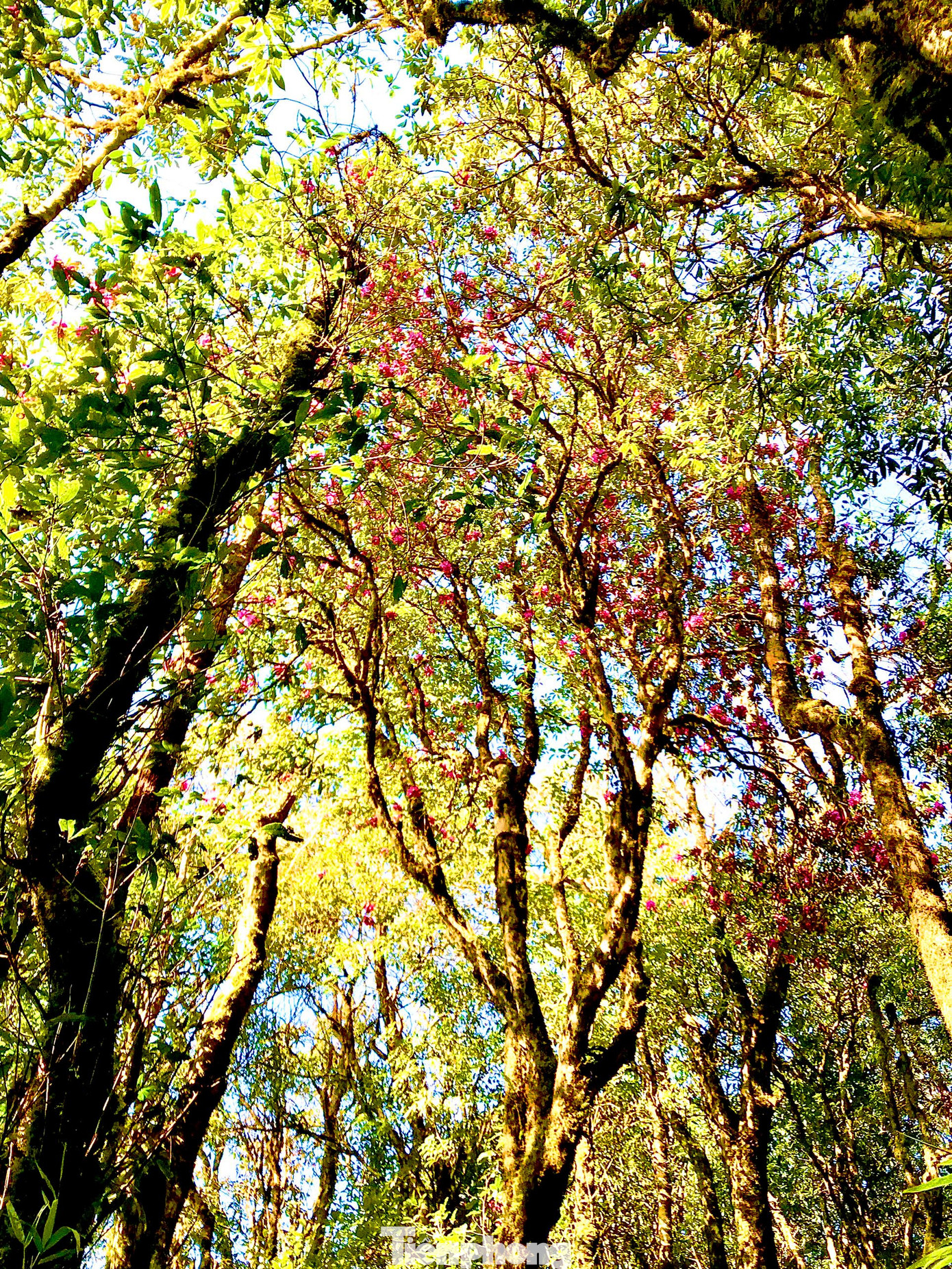 Theo người dân, rừng hoa đỗ quyên ở đây đã có hàng trăm năm tuổi và được bảo vệ nghiêm ngặt.