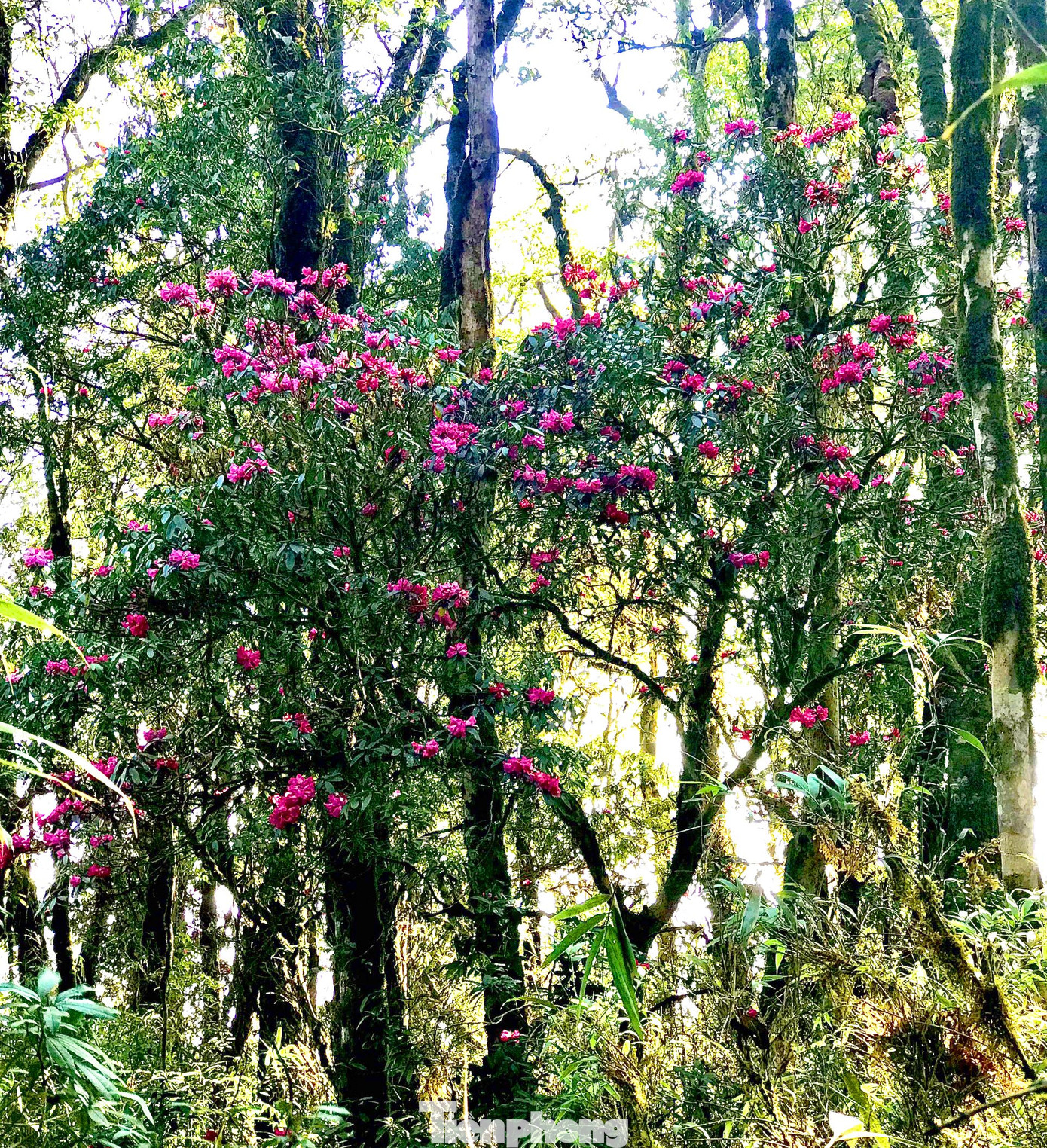 Đến nay, Khu bảo tồn thiên nhiên Tây Côn Lĩnh vẫn giữ được nét nguyên sơ về cảnh quan thiên nhiên.