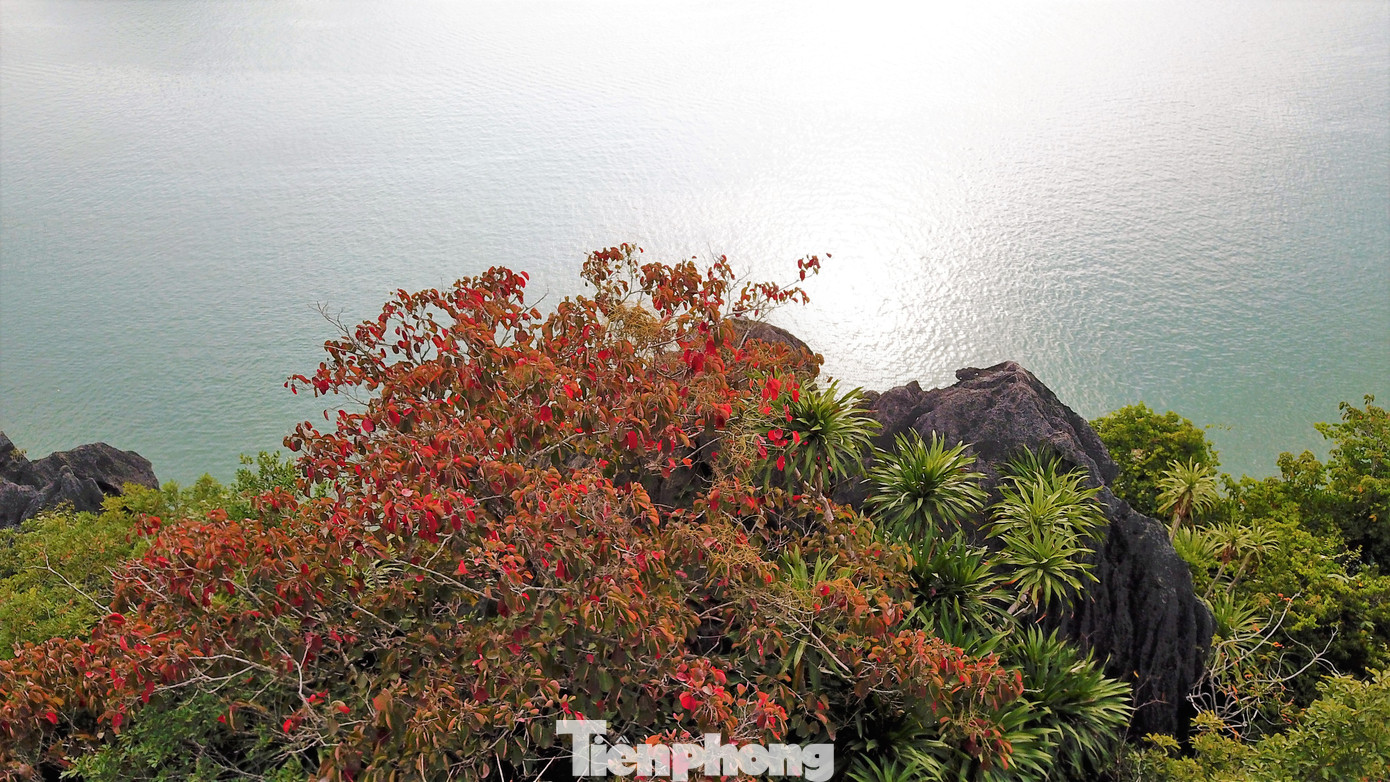 Sòi đỏ lá tròn, loài thực vật đặc hữu trên núi đá vịnh Hạ Long.