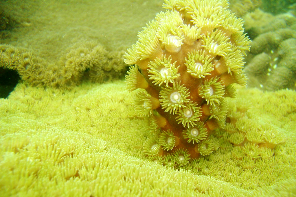 Các rạn san hô vịnh Hạ Long đem lại giá trị sinh học vô cùng to lớn.