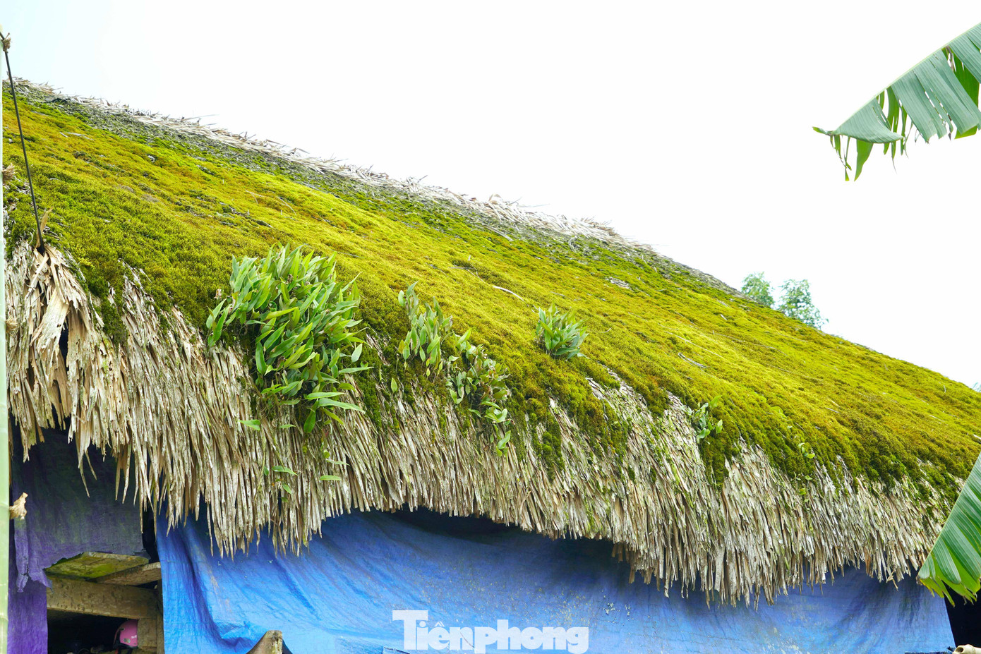 Cảnh sắc thiên nhiên hùng vỹ, những nương ruộng bậc thang nhuộm vàng khi mùa lúa chín, rồi lại trở mình như những tấm gương phản chiếu đất trời khi nước đổ hay những gốc chè shan tuyết cổ thụ trăm tuổi và đặc trưng nhất là những mảng xanh rêu phủ trên mái lá cọ đã khiến du khách đắm chìm trong cảnh sắc vùng cao.