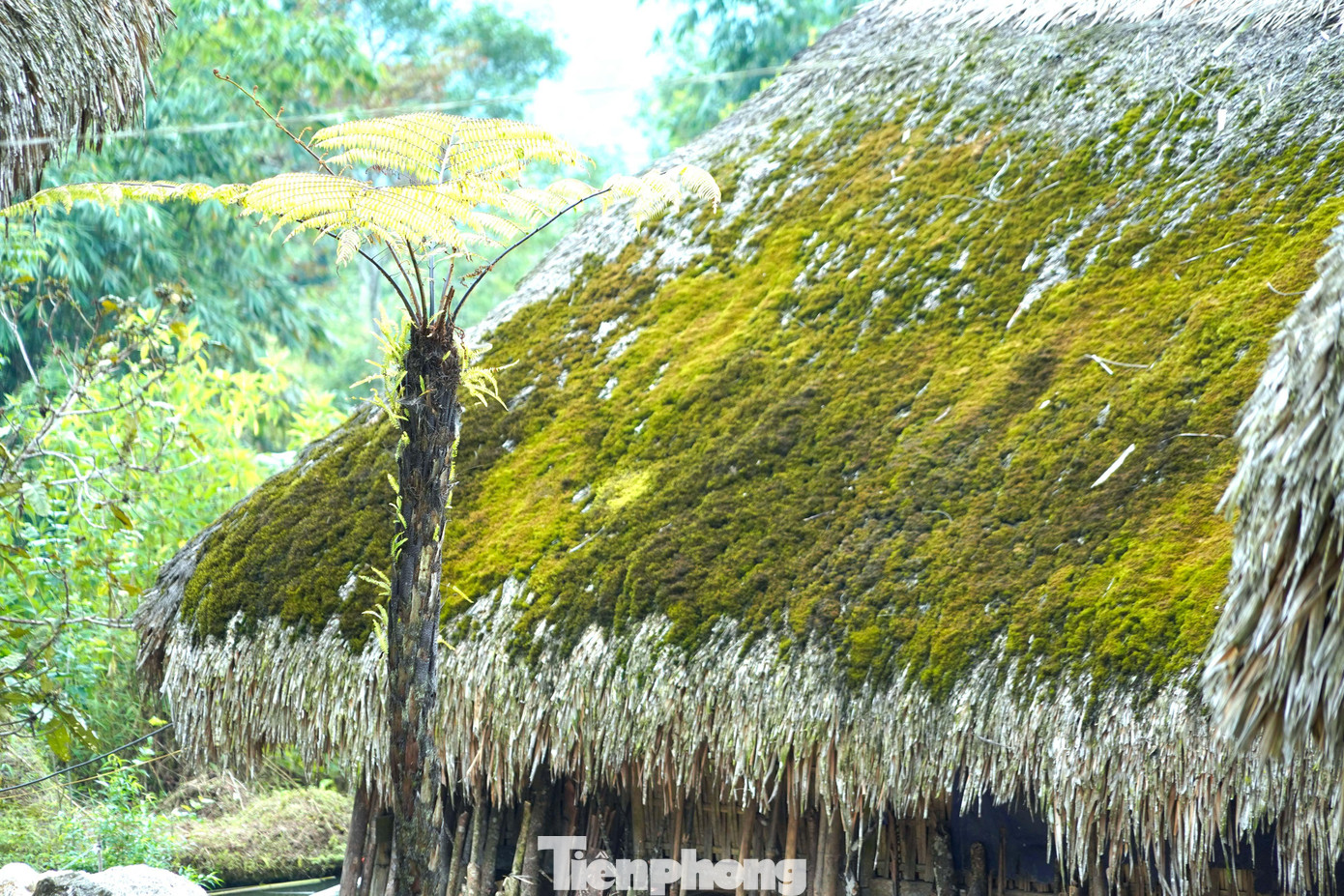 Cây cối sinh sôi phát triển, rêu xanh mướt như một lớp thảm dày trên những mái nhà sàn lá cọ.